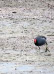 Common Moorhen