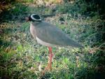 Crowned Lapwing