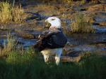 On our guided trip around the pan we saw this Martial Eagle