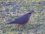 Red-eyed Dove