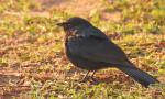 Southern Black Flycatcher