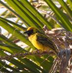 Village Weaver