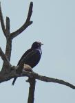 Black-bellied Starling