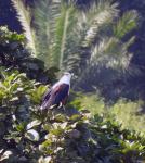 African Fish-Eagle
