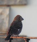 Thick-billed Weaver