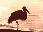 Wooly-necked Stork