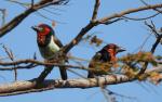 Black-collared Barbet