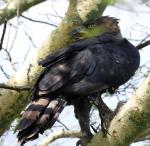 Crowned Eagle flew in an sat close to us