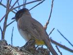 Dark-capped Bulbul