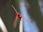 Red-veined Dropwing