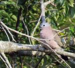 Emerald-spotted Dove