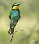 European Bee-eater