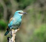 European Roller