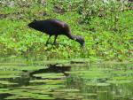 Glossy Ibis 