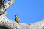 Cardinal Woodpecker