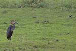 Goliath Heron