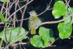 Green-backed Camaroptera 