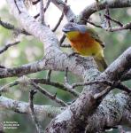 Grey-headed Bush-Shrike