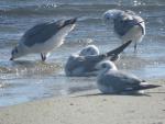 Grey-headed Gull