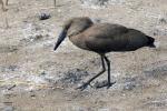 Hamerkop