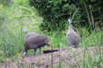 Helmeted Guinea fowl