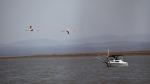 Beautiful Flamingo`s in flight