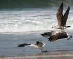 Kelp Gull immature