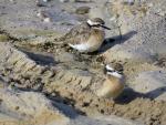 Kittlitz`s Plover