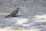 Laughing Dove