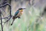Little Bee-eater