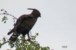 Long-crested Eagle
