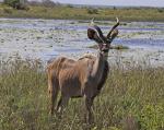 Kudu