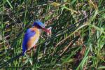 Malachite Kingfisher