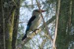 Mangrove Kingfisher 