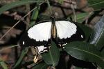 Mocker Swallowtail