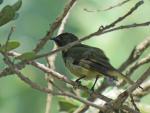 Olive Sunbird