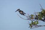 Pied Kingfisher