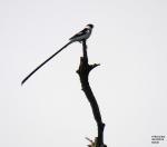 Pin-tailed Whydah