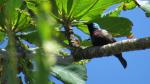 Purple-banded Sunbird