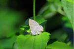 Purple-brown Hairstreak 