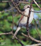 Red-backed Shrike