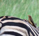 Red-billed Oxpecker