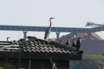 White-breasted Cormorant