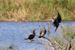 Reed Cormorants