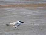 Sandwitch Tern