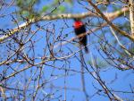 Scarlet-chested Sunbird