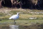 Intermediate Egret