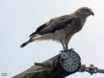 Southern-banded Snake-eagle