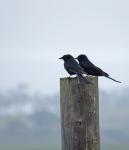 Southern Black Flycatcher