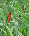 Southern Red Bishop